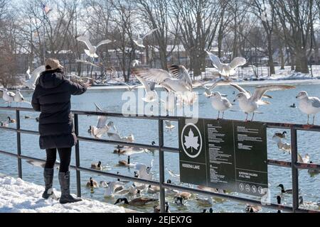 Eine nicht identifizierbare asiatische Amerikanerin füttert Seemöwen und Enten am See im Kissena Park, Flushing, Queens, NYC. Stockfoto