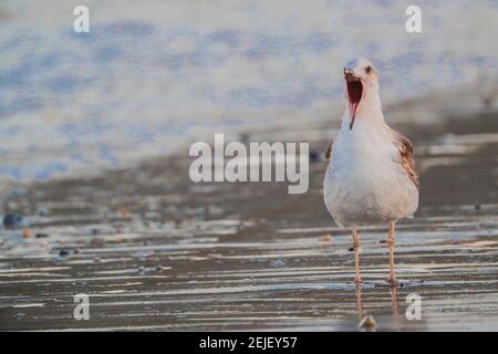 Möwe am Strand El Choyudo, Sonora Mexiko, Golf von Kalifornien, Ökosystem. Golf von Kalifornien Meer als Teil des Pazifischen Ozeans...Gaviota en la playa el Choyudo, Sonora México, golfo de California, ecosistema. Mar del golfo de California como parte del Océano Pacífico.. (Foto: LuisGutierrez/ NortePhoto.com). Stockfoto