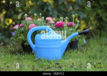 Blumenbaukonzept.Ranunculus Blumen und blaue Gießkanne. Wachsende Butterblumen. Frühlingsblumen. Gartenarbeit im Frühling. Pflanzen und Bewässern von Blumen Stockfoto