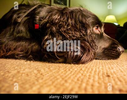 Arbeitend Cocker Spaniel Hund mit schwarzem Haar auf Teppich liegend in einem Haus mit einem müden Ausdruck auf seinem Gesicht. Stockfoto