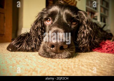 Arbeitend Cocker Spaniel Hund mit schwarzem Haar auf Teppich liegend in einem Haus mit einem müden Ausdruck auf seinem Gesicht. Stockfoto