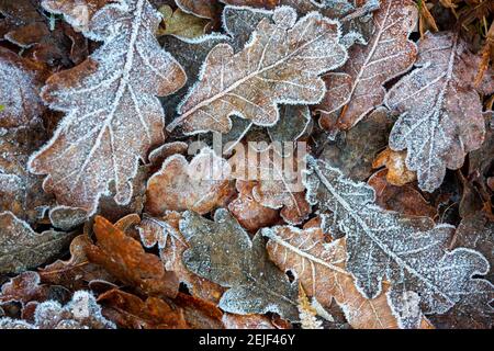 Nahaufnahme der frostbedeckten Eichenblätter auf dem Boden im Winter. Stockfoto