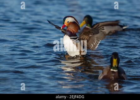 Porträt einer bunten männlichen Mandarinente, die ihre Flügel beim Schwimmen im blauen Wasser ausbreitet. Wilde Enten. Sonniger Wintertag an einem Fluss. Stockfoto