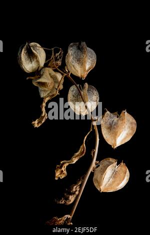 Die Laternen-ähnlichen Strukturen der Shoo Fly Pflanze, Nicandra physialodes, die die Beere und Samen enthalten. Diese Pflanze wurde gefunden, die an der Seite wächst Stockfoto