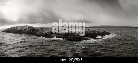 Insel der arktischen Vögel und Seelöwen, Beagle Kanal, Ushuaia, Tierra del Fuego Provinz, Patagonien, Argentinien Stockfoto