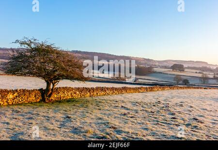 Trockenmauern und Bäume in der Nähe von Longstone Edge bei Bakewell im Peak District National Park Derbyshire England mit Frost auf dem Boden. Stockfoto