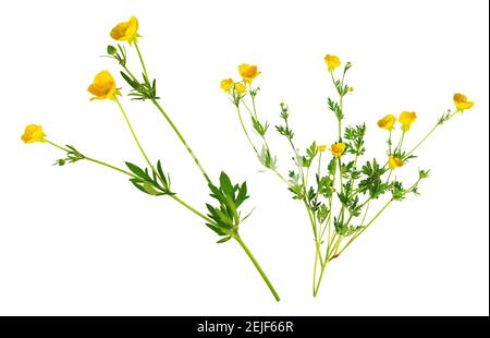 Blumen genannt goldene Knöpfe auf der Wiese. Stockfoto