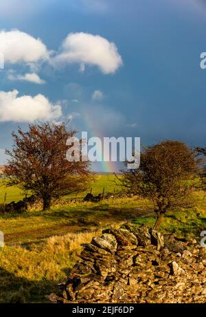 Wand und Bäume auf Longstone Edge bei Bakewell im Peak District National Park Derbyshire England UK mit Regenbogen in stürmischem Himmel und dunklen Wolken. Stockfoto