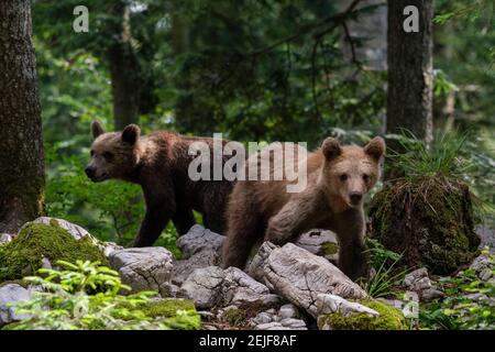 Europäischer Braunbär (Ursus arctos), Notranjska Wald, Slowenien. Stockfoto