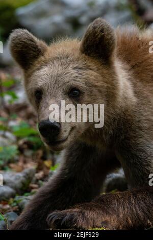 Europäischer Braunbär (Ursus arctos), Notranjska Wald, Slowenien. Stockfoto