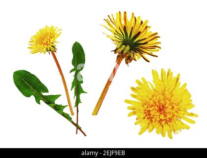 Gelbe Blüten und Löwenzahn-Blätter, isoliert auf weißem Hintergrund. Stockfoto