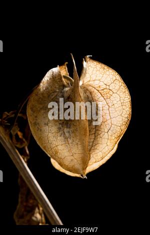 Die Laternen-ähnlichen Strukturen der Shoo Fly Pflanze, Nicandra physialodes, die die Beere und Samen enthalten. Diese Pflanze wurde gefunden, die an der Seite wächst Stockfoto