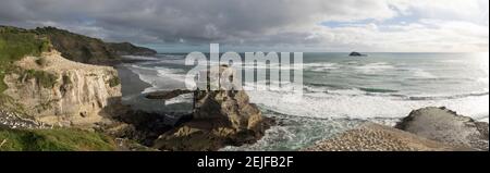 Gannet Vogelkolonien am Muriwai Beach, Auckland Region, Nordinsel, Neuseeland Stockfoto