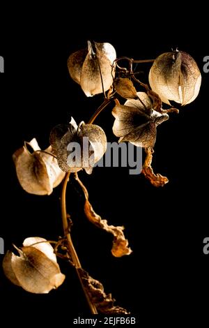 Die Laternen-ähnlichen Strukturen der Shoo Fly Pflanze, Nicandra physialodes, die die Beere und Samen enthalten. Diese Pflanze wurde gefunden, die an der Seite wächst Stockfoto