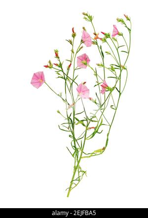 Stängel und Blüten von Bindenweed isoliert auf weißem Hintergrund. Stockfoto