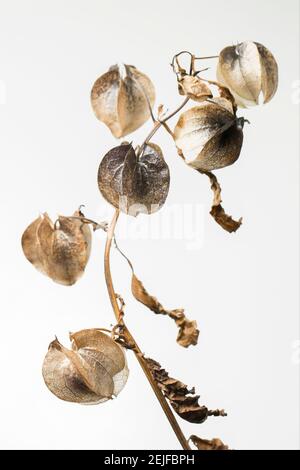 Die Laternen-ähnlichen Strukturen der Shoo Fly Pflanze, Nicandra physialodes, die die Beere und Samen enthalten. Diese Pflanze wurde gefunden, die an der Seite wächst Stockfoto