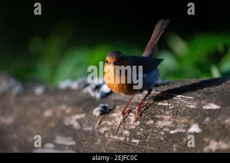 Europäischer Rotkehlchen (Erithacus rubecula), Notranjska-Wald, Slowenien. Stockfoto