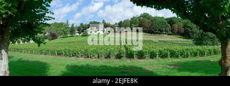 Blick auf die Weinberge, Vouvray, Noizay, Indre-et-Loire, Loire-Tal, Frankreich Stockfoto