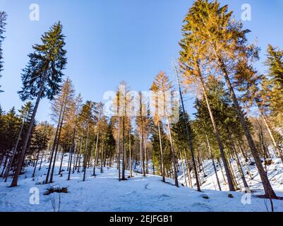 Die Landschaft des Pinienwaldes im Winter Stockfoto