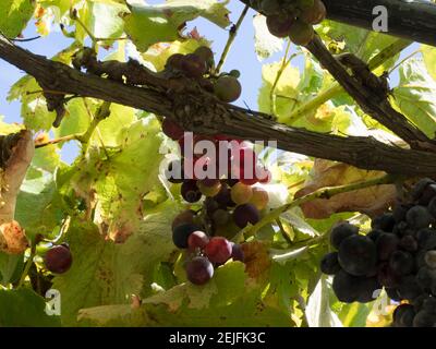 Nahaufnahme von Trauben auf Reben, Black Barn Vineyard, Havelock North, Hawke's Bay, Hastings, Nordinsel, Neuseeland Stockfoto