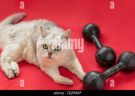 Niedliche graue Katze liegt auf dem Boden neben zwei Hanteln. Bleiben Sie in gesunder Form. Fitness, Sportkonzept Stockfoto