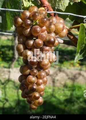 Nahaufnahme der Chardonnay-Trauben in der Amisfield Winery, Queenstown-Lakes District, Otago, South Island, Neuseeland Stockfoto