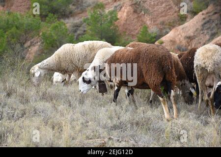 Braune Schafe mit weißen Flecken und eine Kuhglocke am Hals grasen. Laufzeit von Los Agudos, Calahorra. Stockfoto