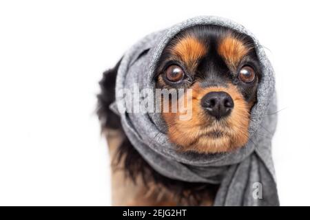 Trauriger Hund Kavalier König charles Spaniel mit Wunden Ohren. Ohren wurden mit Schal gebunden. Konzept der Ohrentzündung bei Tieren, Otitis media. Isoliert auf Whi Stockfoto