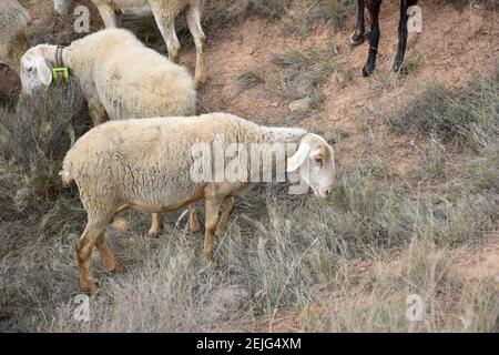 Weiße Schafe weiden am Berghang. Bezirk Los Agudos, Calahorra, La Rioja. Stockfoto