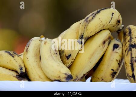 Selektiver Fokus von Bündel von leckeren Cardamom Banane auch als Elaichi kela in hindi bekannt. Stockfoto