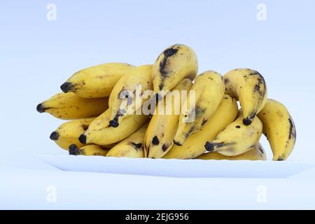 Haufen von leckeren Cardamom Banane auch als Elaichi kela in hindi bekannt. Yelakki in Karnataka Stockfoto