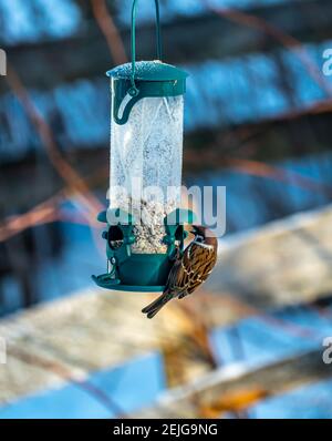 Gewöhnlicher Haussperling, Passer domesticus, der von einem Gartenvogelfutterhäuschen isst. Stockfoto