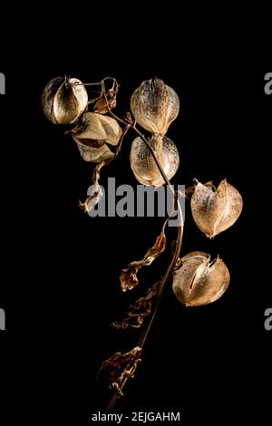 Die Laternen-ähnlichen Strukturen der Shoo Fly Pflanze, Nicandra physialodes, die die Beere und Samen enthalten. Diese Pflanze wurde gefunden, die an der Seite wächst Stockfoto