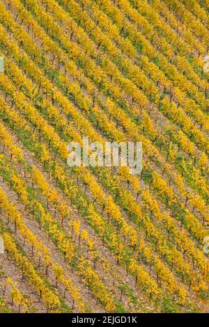 Erhöhte Ansicht des Weinbergs im Herbst, Bacharach, Mainz-Bingen, Rheinland-Pfalz, Deutschland Stockfoto