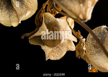 Die Laternen-ähnlichen Strukturen der Shoo Fly Pflanze, Nicandra physialodes, die die Beere und Samen enthalten. Diese Pflanze wurde gefunden, die an der Seite wächst Stockfoto