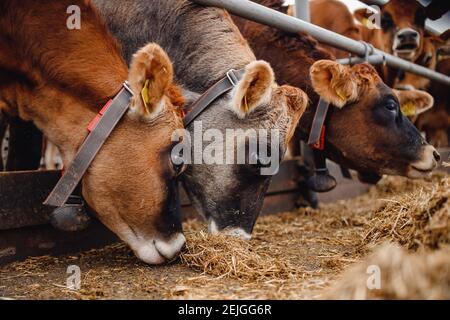 Milchviehindustrie. Rote Jersey Kühe stehen im Stall und fressen Heu. Stockfoto