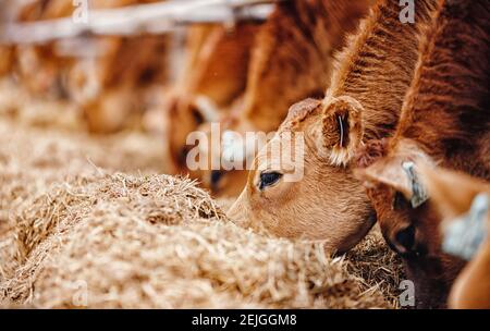 Gechipte Kuh mit automatischem Kragen frisst Heu im Farmcamp. Stockfoto