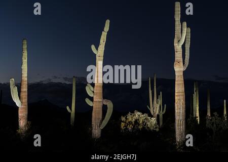 Verschiedene Kaktuspflanzen in einer Wüste, Organ Pipe Cactus National Monument, Arizona, USA Stockfoto