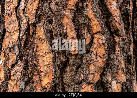 Ponderosa Kiefer (Pinus ponderosa) Baumrinde, Wasa, British Columbia, Kanada Stockfoto