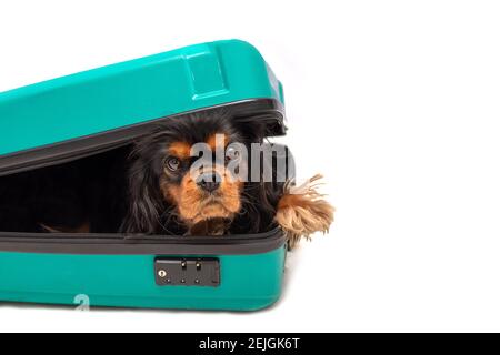 Dog Cavalier King Charles Spaniel liegt im Koffer und schaut in die Kamera. Isoliert auf weißem Hintergrund. Speicherplatz kopieren. Reisekonzept Stockfoto