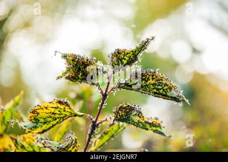 Schwarze Blattläuse auf einer Kulturpflanze. Die Pflanze im Garten wird von kleinen schwarzen Blattläusen beeinflusst, die den Saft aus den zarten Blättern saugen. Stockfoto