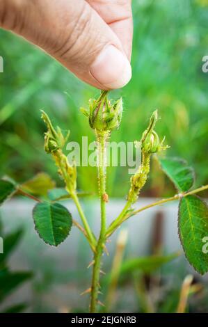 Grüne Blattlaus auf einer kultivierten Rosenpflanze. Die Pflanze im Garten wird von kleinen grünen Blattläusen beeinflusst, die den Saft aus den zarten Blättern und der Knospe saugen Stockfoto