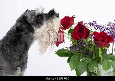 Hund riechende Rose. Geruchssinn-Konzept. Miniatur schnauzer Rasse im Profil auf weißem Hintergrund. Stockfoto