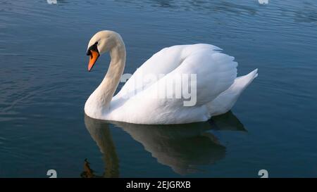 Ein Schwan mit erhobenen Flügeln schwimmt auf dem Fluss. Stockfoto