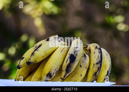 Haufen von leckeren Cardamom Banane auch als Elaichi kela in hindi bekannt. Yelakki in Karnataka Stockfoto