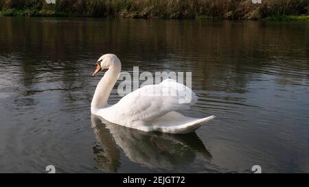 Ein Schwan mit erhobenen Flügeln schwimmt auf dem Fluss. Stockfoto