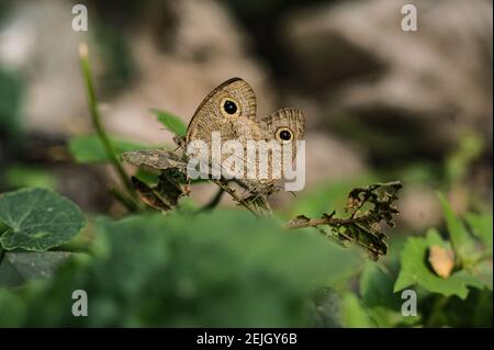 Das gemeinsame Five-Ring (Ypthima Baldus) Schmetterlingspaarpaar. Es ist eine Art von Satyrinae Schmetterling in Asien gefunden. Tehatta, Westbengalen. Indien. Stockfoto