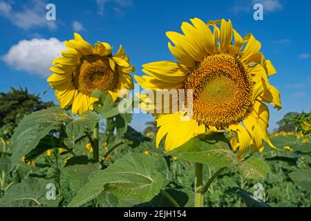 Nahaufnahme von Sonnenblumen (Helianthus annuus) im Sonnenblumenfeld im Amazonasbecken, Beni Department, Bolivien Stockfoto