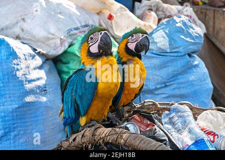 Zwei in Gefangenschaft gehaltene blau-gelbe Aras (Ara ararauna) für den Tierhandel unter Müll in der Stadt Trinidad, Provinz Cercado, Abteilung Beni, Bolivien Stockfoto