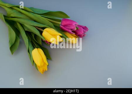 Gelbe und rote Tulpen liegen auf grauem Hintergrund. Mit Kopierbereich. Makroeffekt Foto. Stockfoto